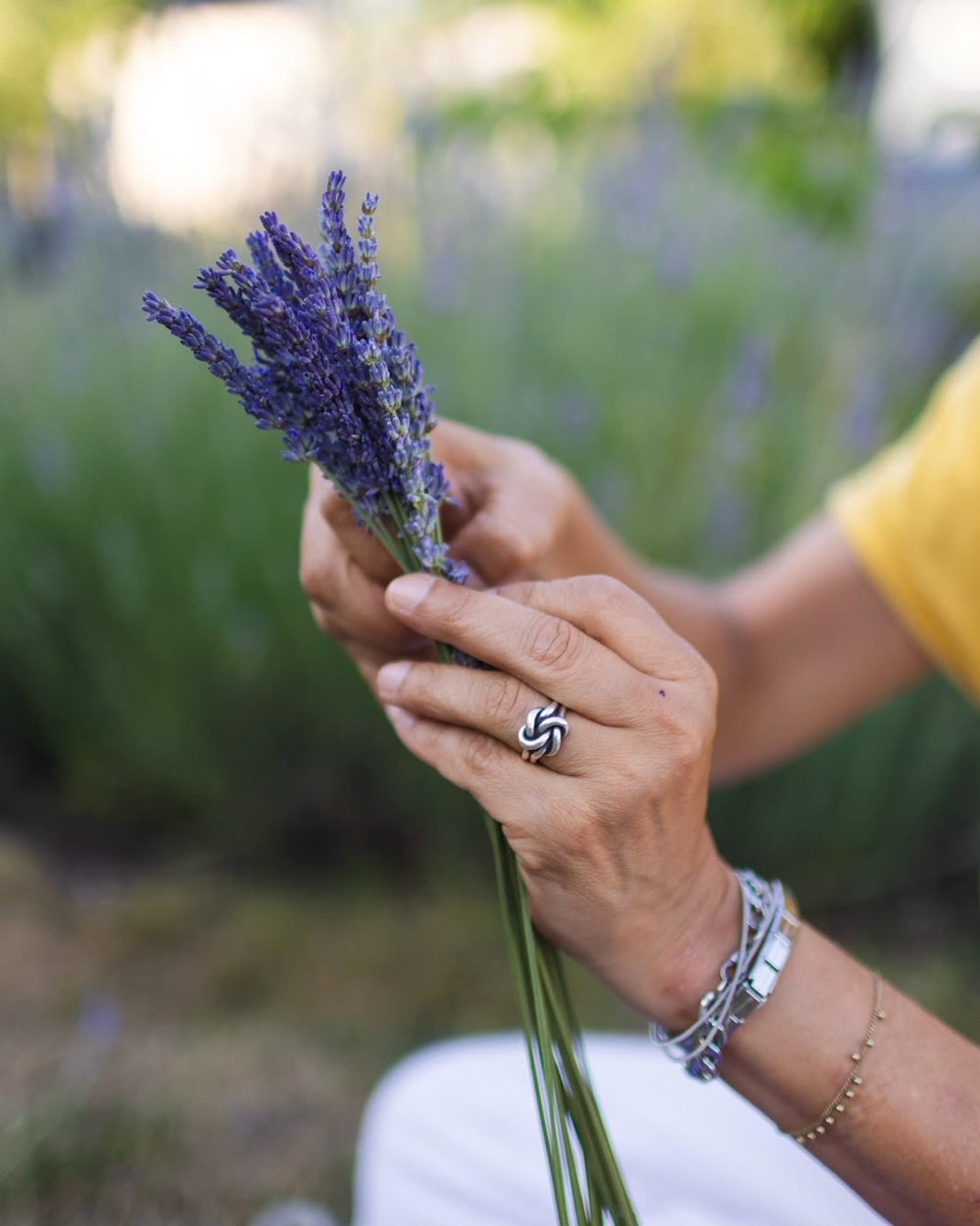 Hands gathering a bunch of fresh lavender in the garden at Lavender House